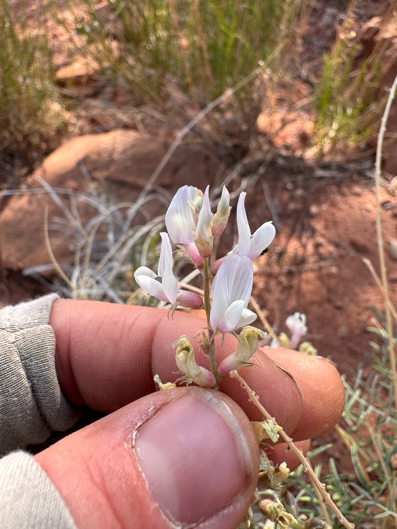 Astragalus flavus var. higginsii photo 4
