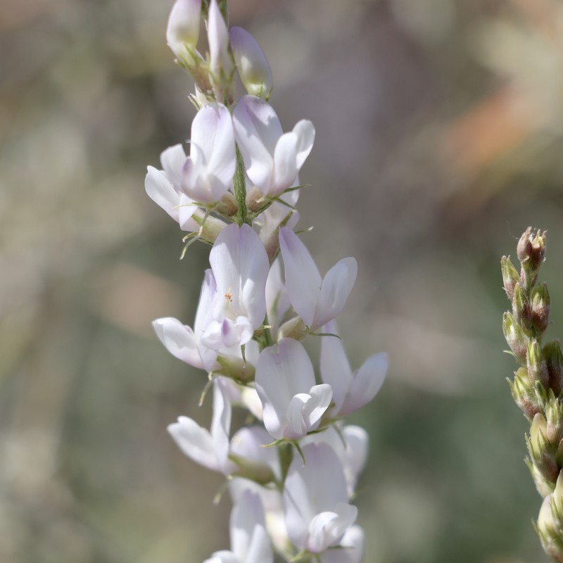 Astragalus flavus var. higginsii photo 5