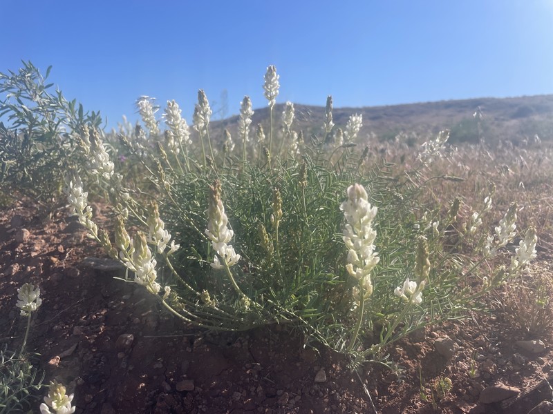 Astragalus flavus var. higginsii photo 6
