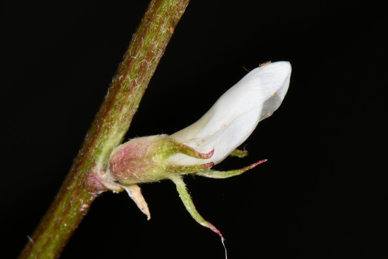 Astragalus flavus var. higginsii photo 7