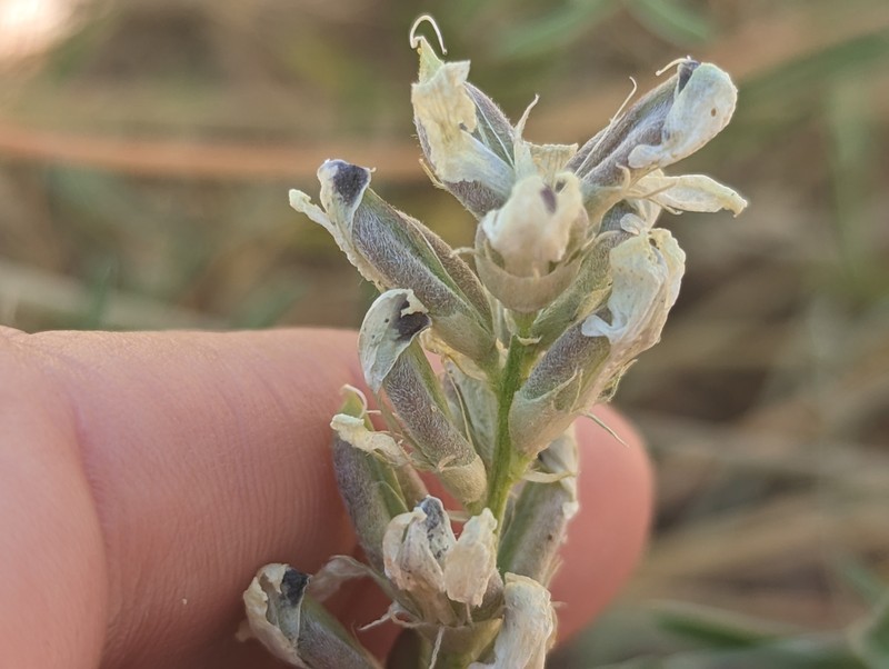 Astragalus flavus var. higginsii photo 8