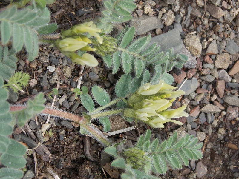 Astragalus flexicaulis photo 2