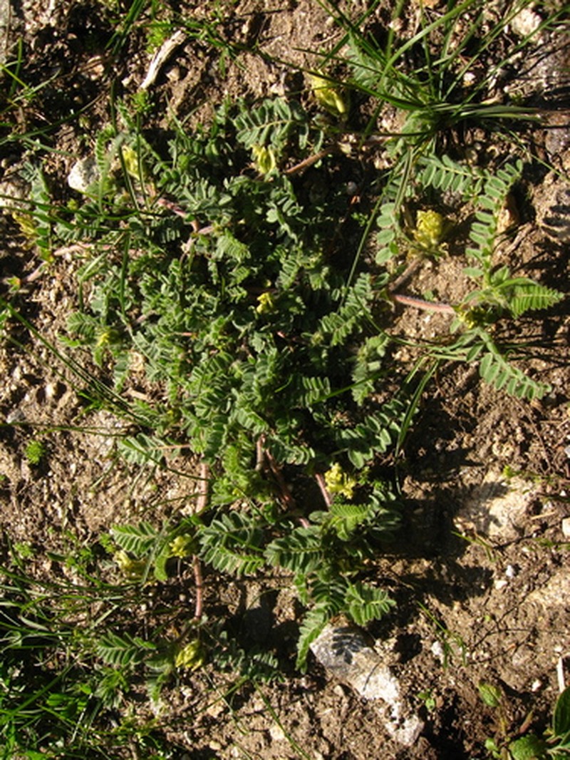 Astragalus flexicaulis photo 3