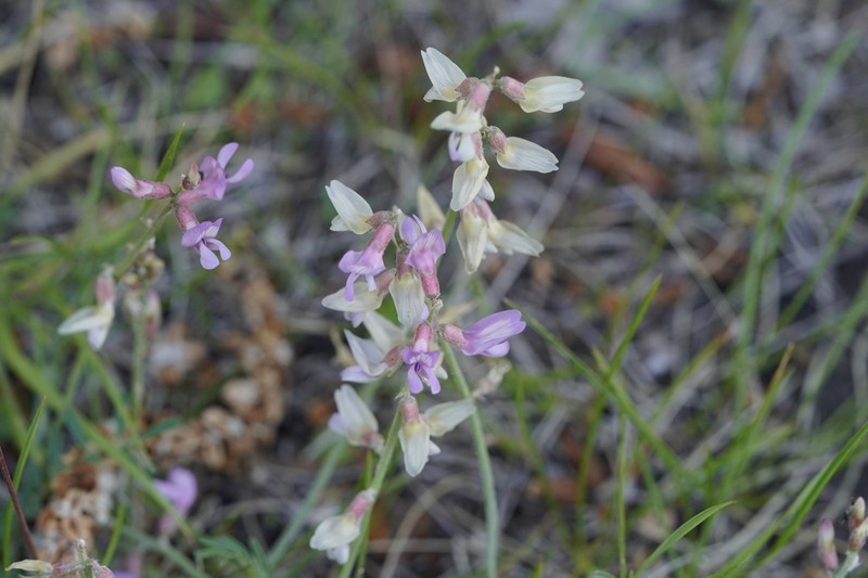Flexile Milkvetch