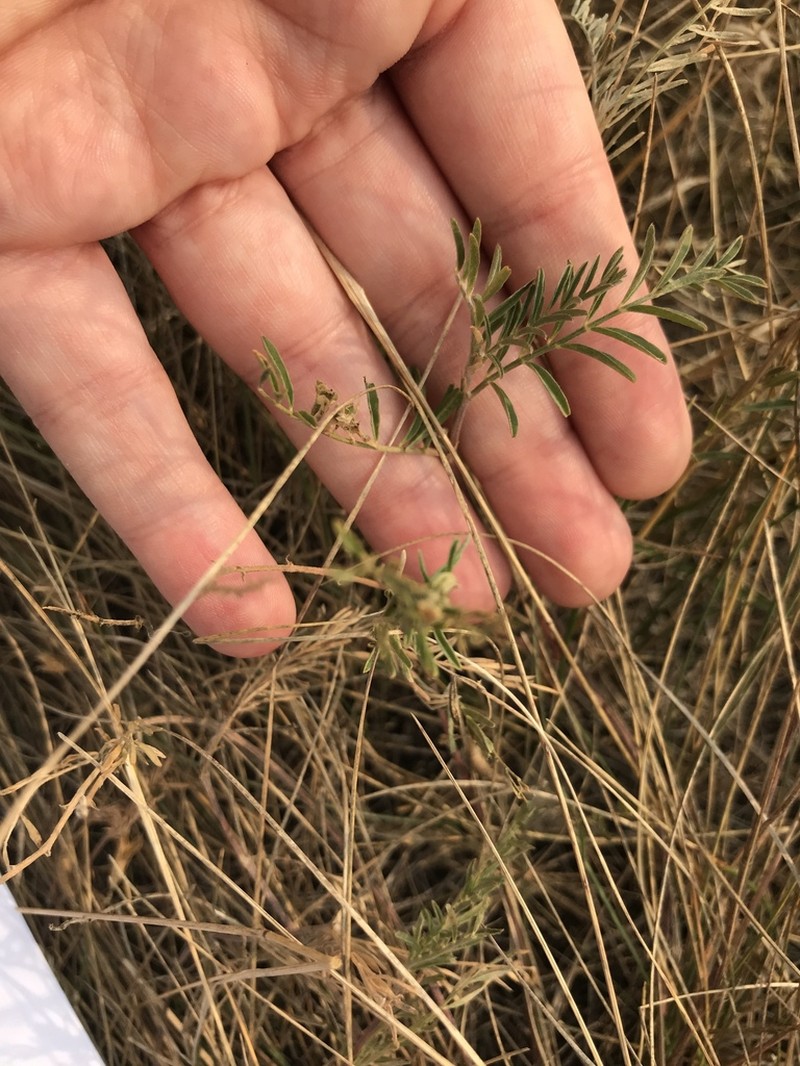 Flexile Milkvetch photo 2
