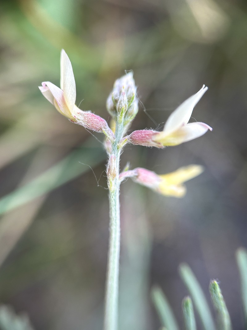 Flexile Milkvetch photo 3