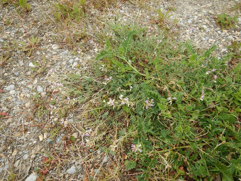Flexile Milkvetch photo 4