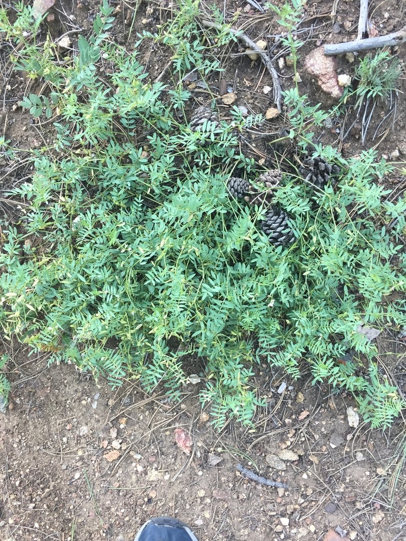 Flexile Milkvetch photo 5