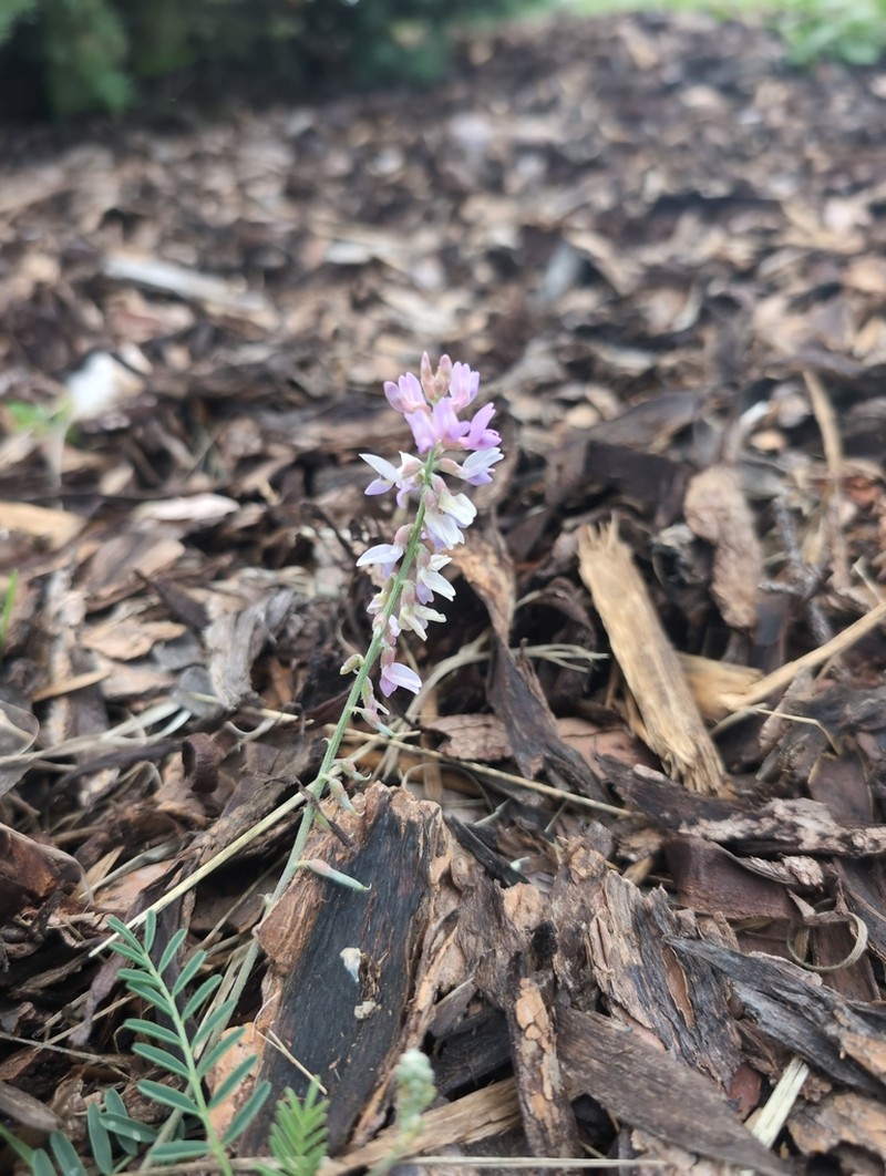 Flexile Milkvetch photo 6