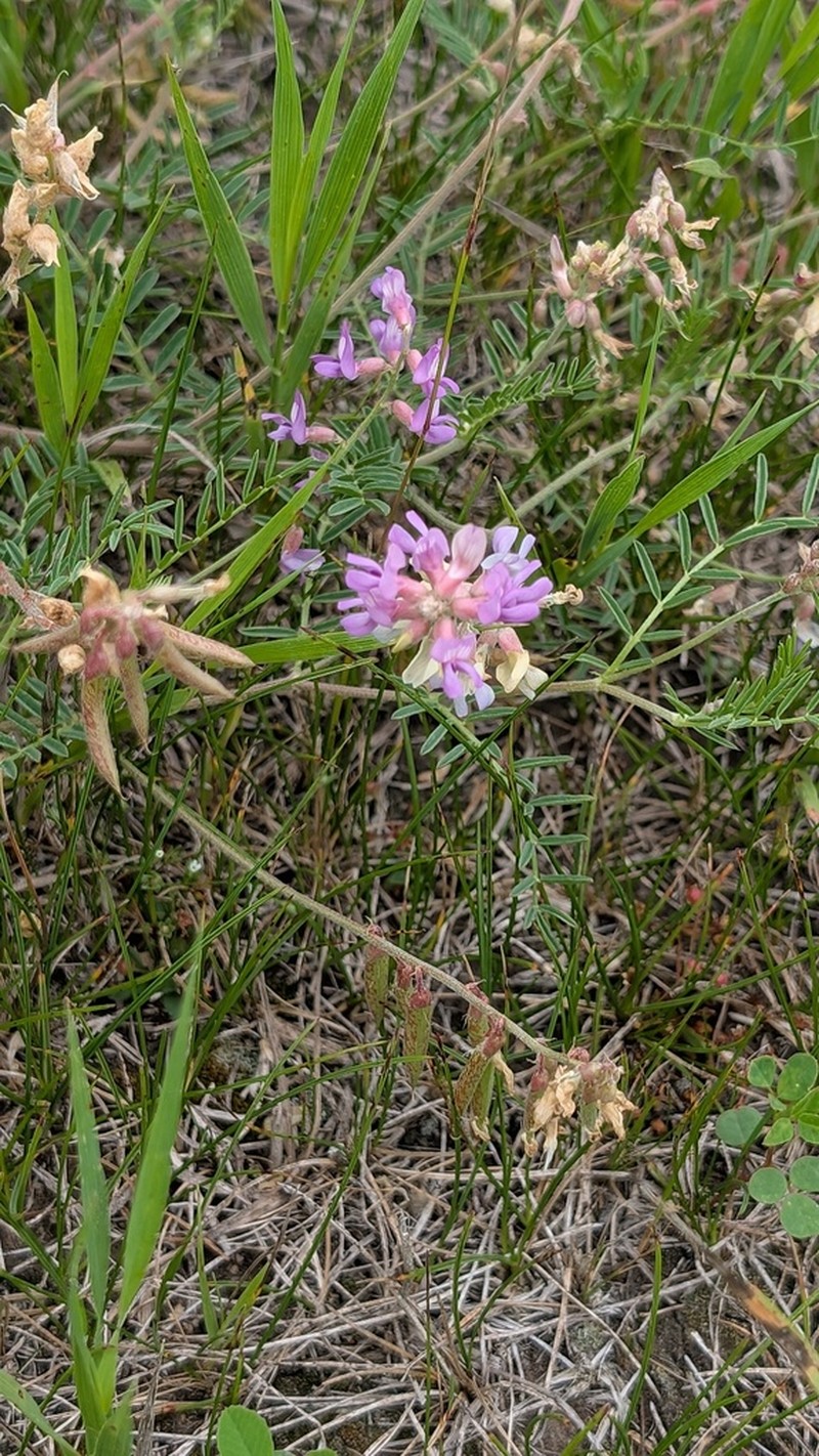 Flexile Milkvetch photo 7