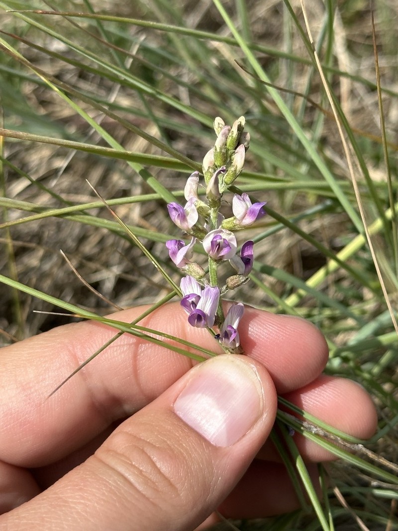 Flexile Milkvetch photo 8