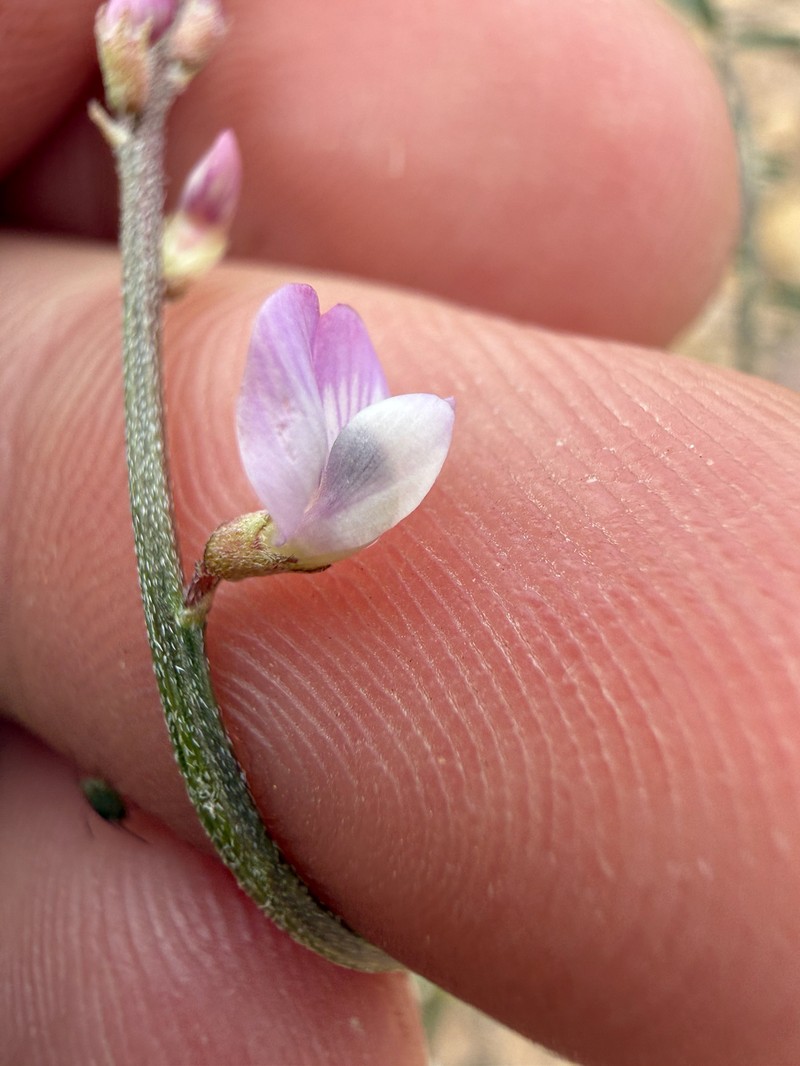 Astragalus flexuosus var. diehlii