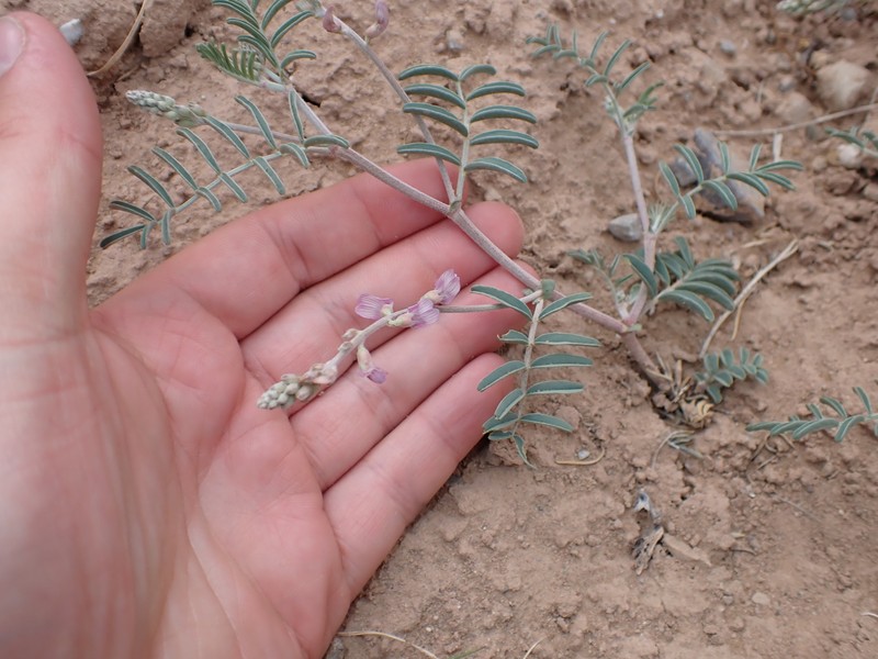 Astragalus flexuosus var. diehlii photo 2