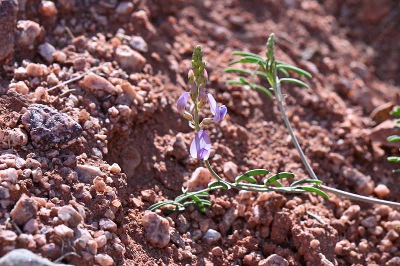 Astragalus flexuosus var. diehlii photo 3