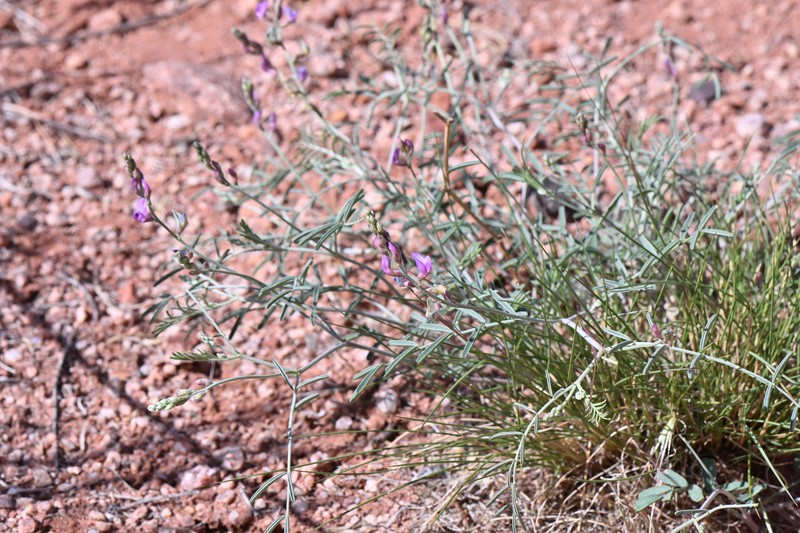 Astragalus flexuosus var. diehlii photo 4