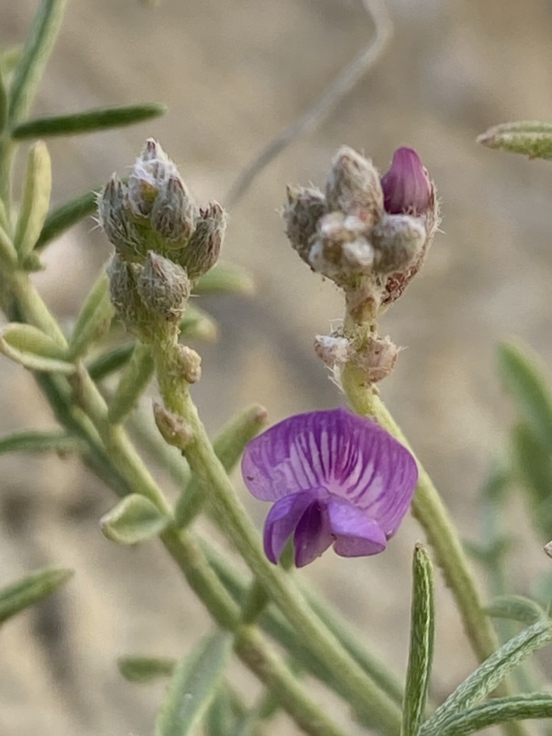 Astragalus flexuosus var. diehlii photo 5