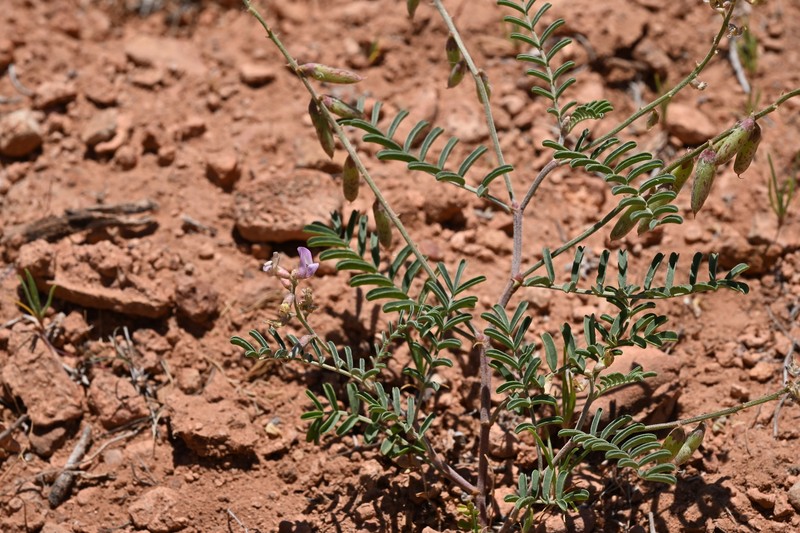 Astragalus flexuosus var. diehlii photo 6