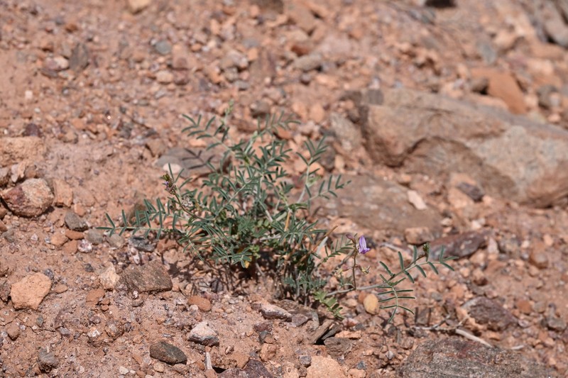 Astragalus flexuosus var. diehlii photo 7