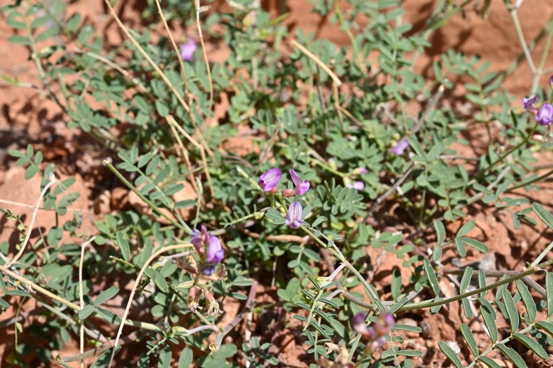 Astragalus flexuosus var. diehlii photo 8