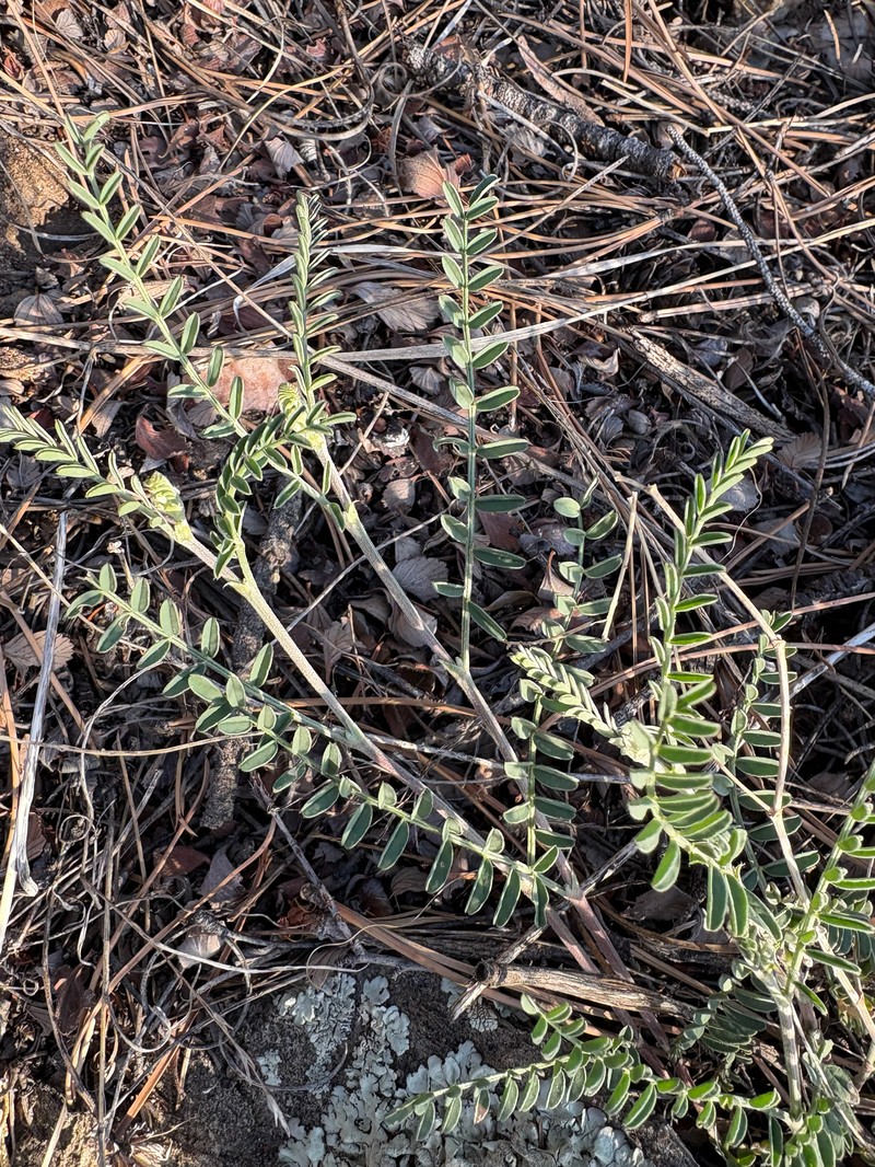 Astragalus flexuosus var. flexuosus