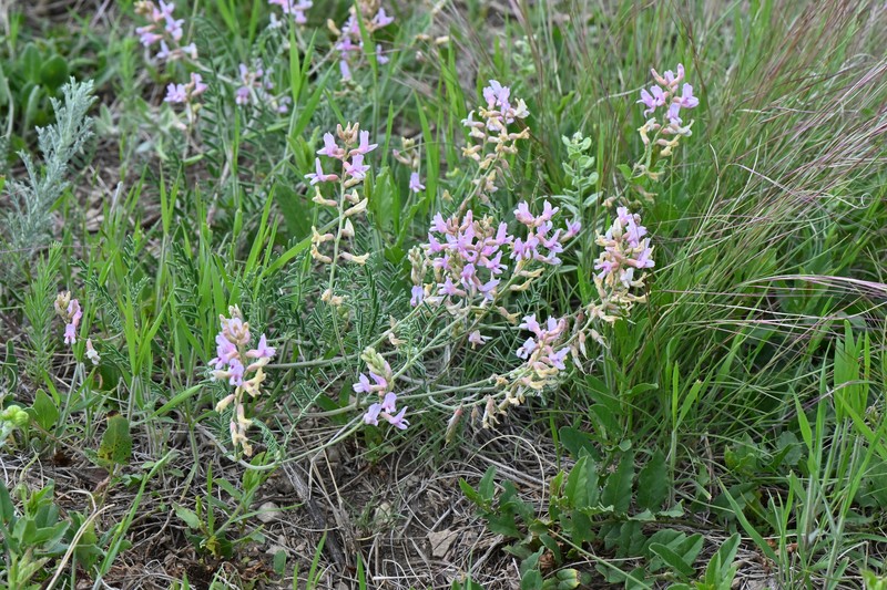 Astragalus flexuosus var. flexuosus photo 2