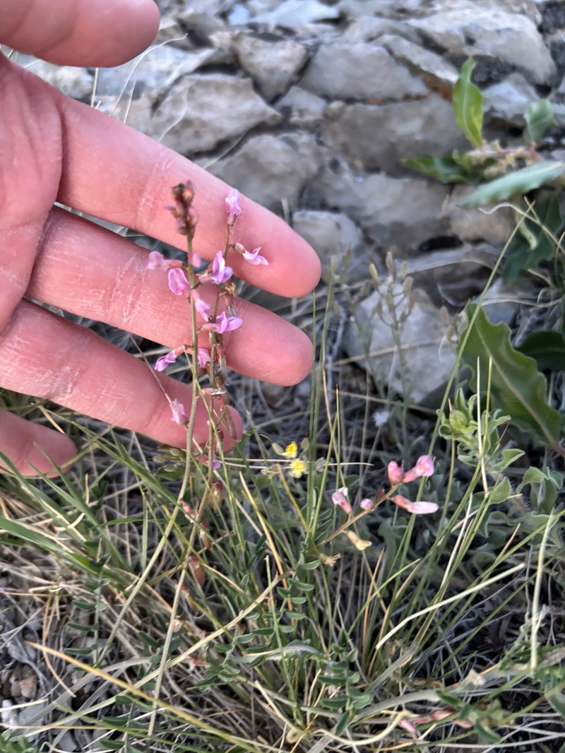 Astragalus flexuosus var. flexuosus photo 3