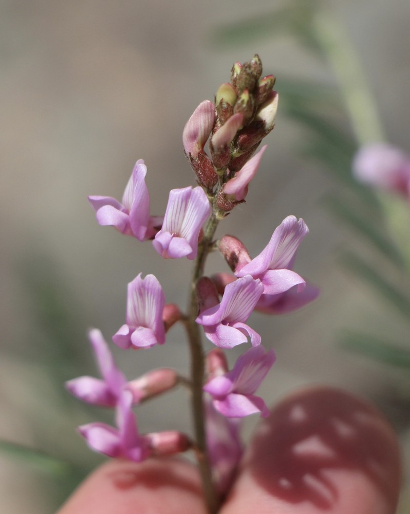 Astragalus flexuosus var. flexuosus photo 4
