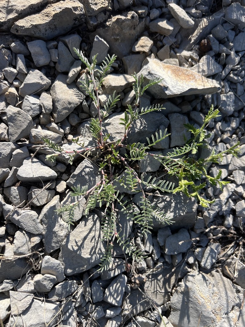 Astragalus flexuosus var. flexuosus photo 5