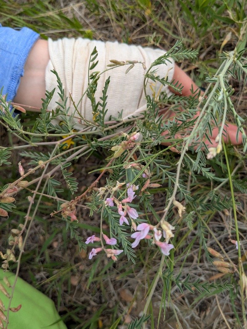 Astragalus flexuosus var. flexuosus photo 6