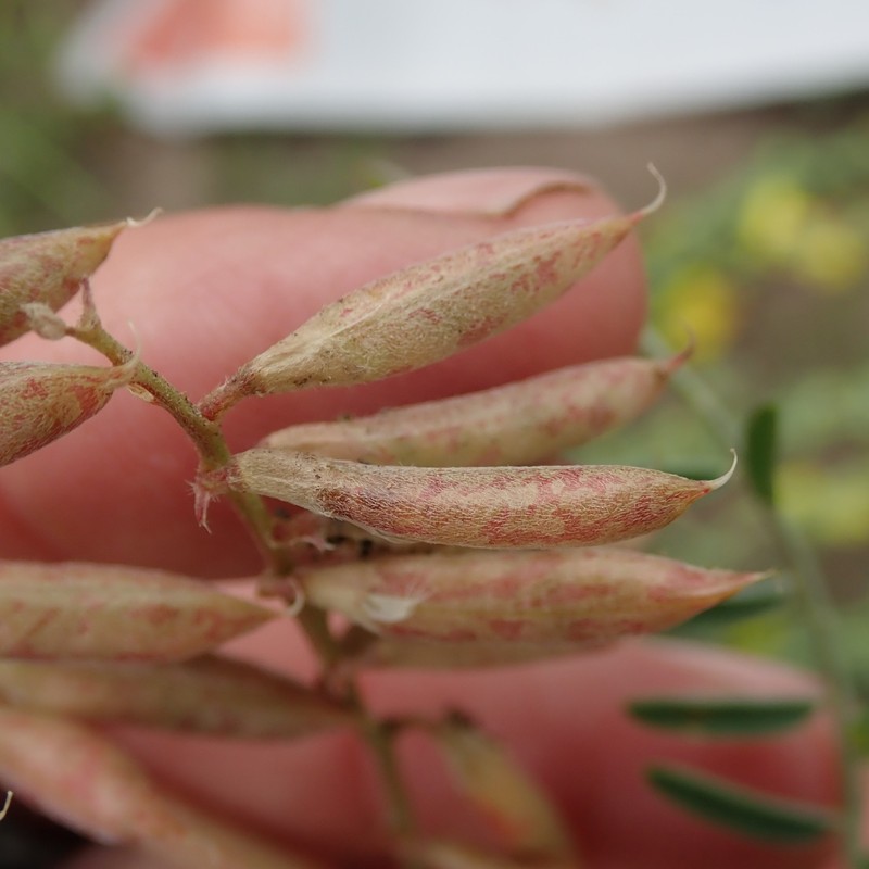 Astragalus flexuosus var. flexuosus photo 7