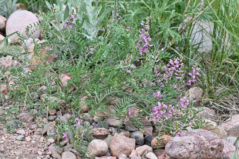 Astragalus flexuosus var. flexuosus photo 8