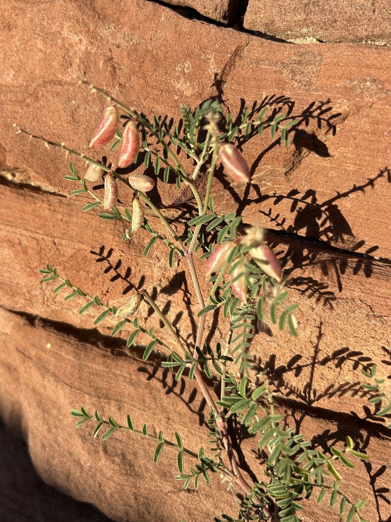 Astragalus flexuosus var. greenei
