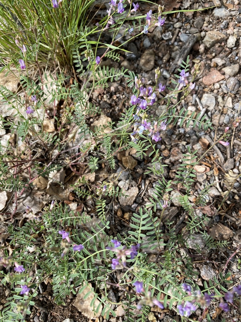 Astragalus flexuosus var. greenei photo 2