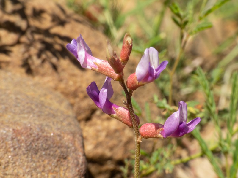 Astragalus flexuosus var. greenei photo 3