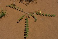 Astragalus flexus