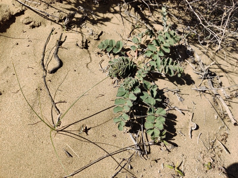 Astragalus flexus photo 2