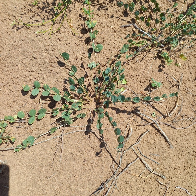 Astragalus flexus photo 3