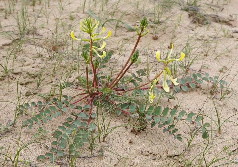 Astragalus flexus photo 4