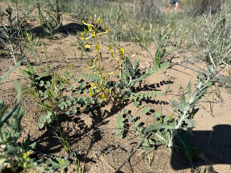 Astragalus flexus photo 5