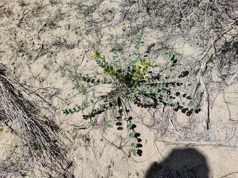 Astragalus flexus photo 6