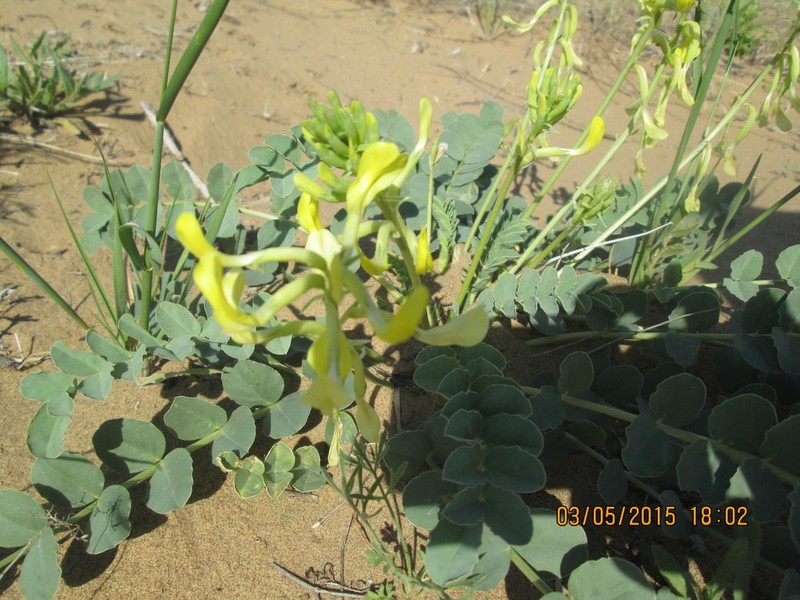 Astragalus flexus photo 7