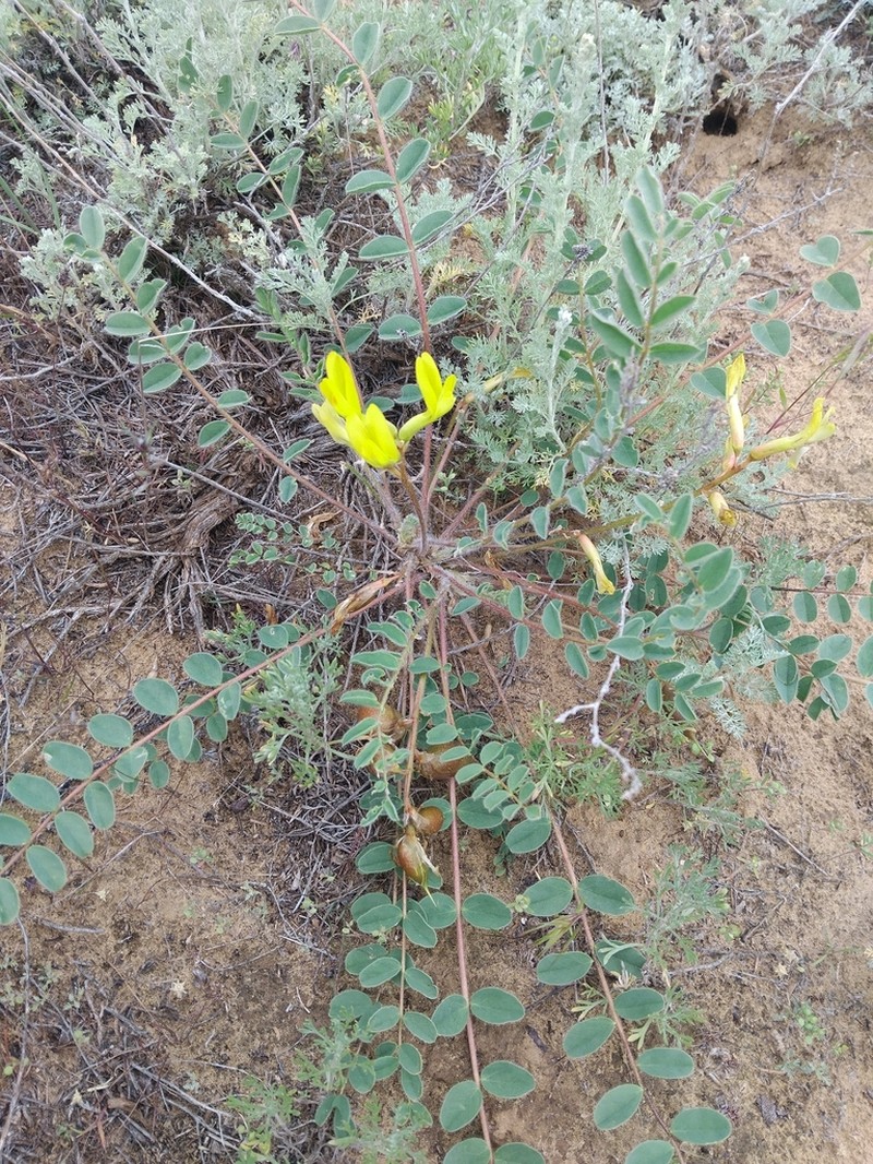Astragalus flexus photo 8