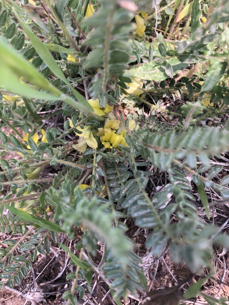Astragalus floccosifolius