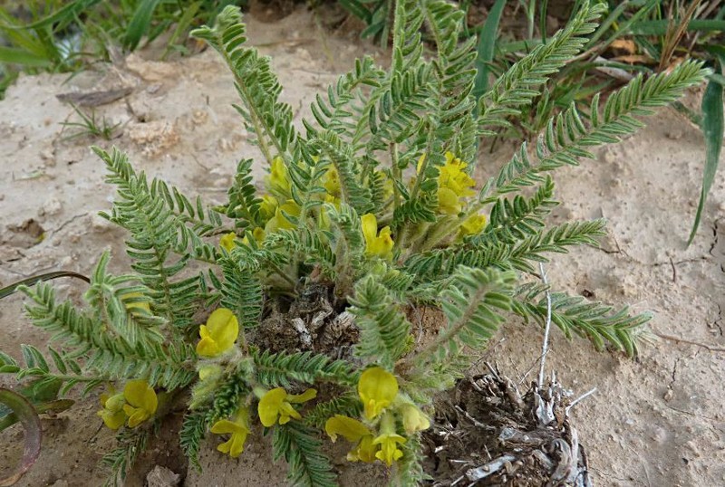 Astragalus floccosifolius photo 2