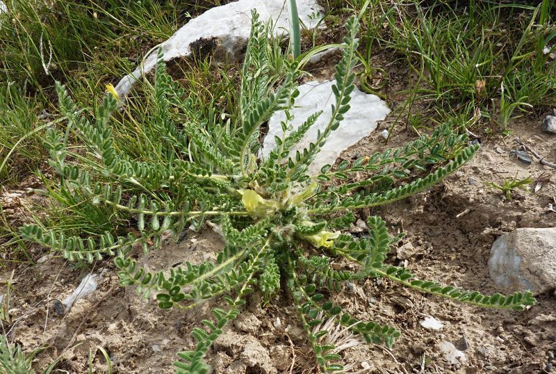Astragalus floccosifolius photo 3