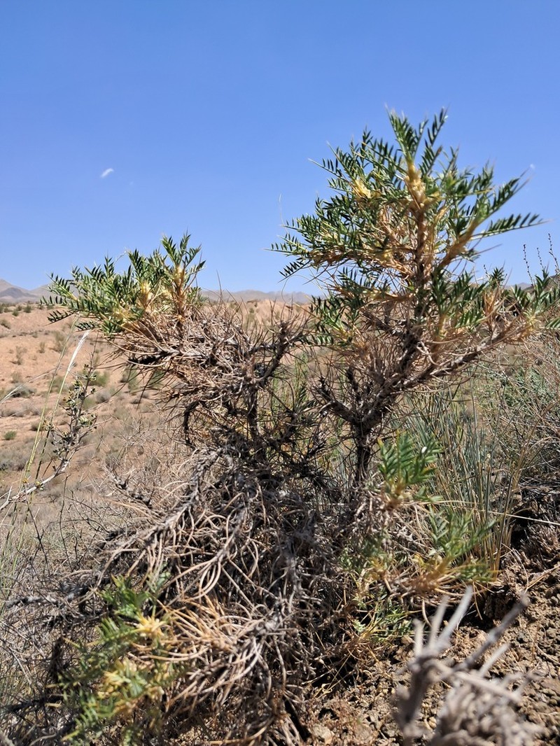 Astragalus floccosus
