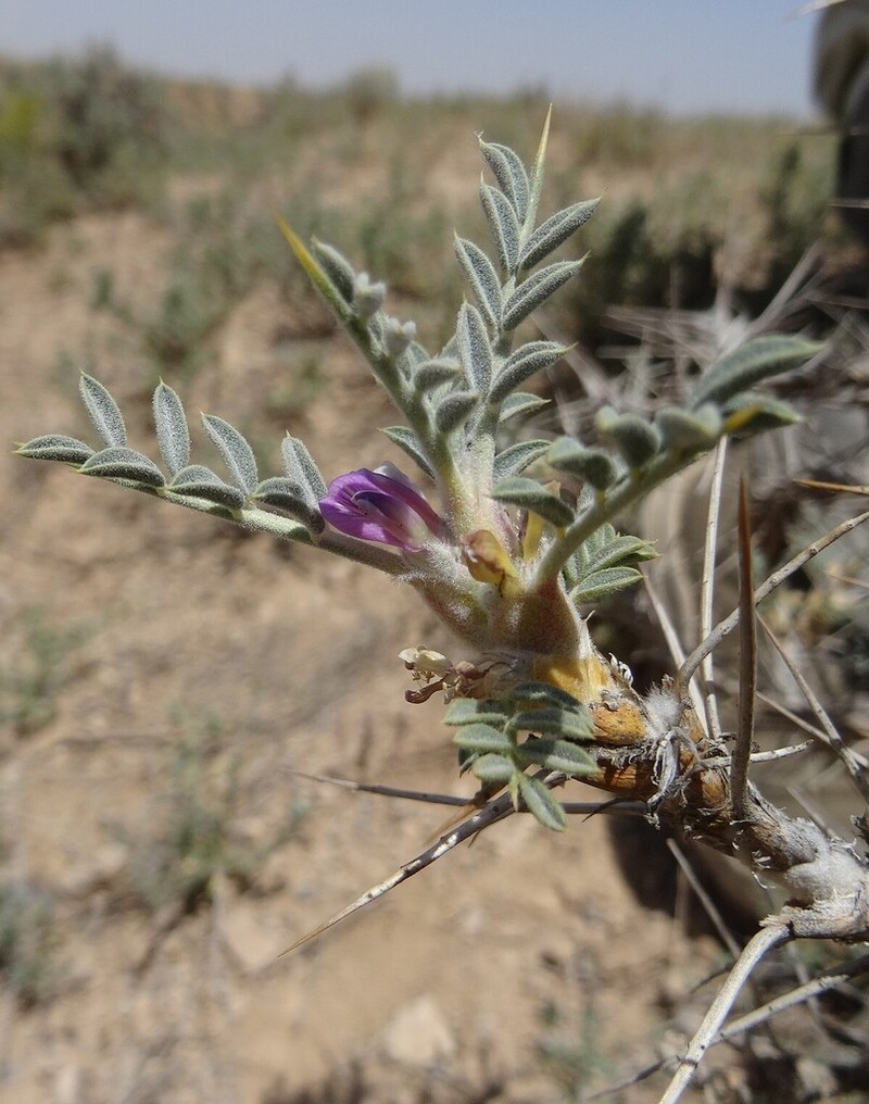 Astragalus floccosus photo 2