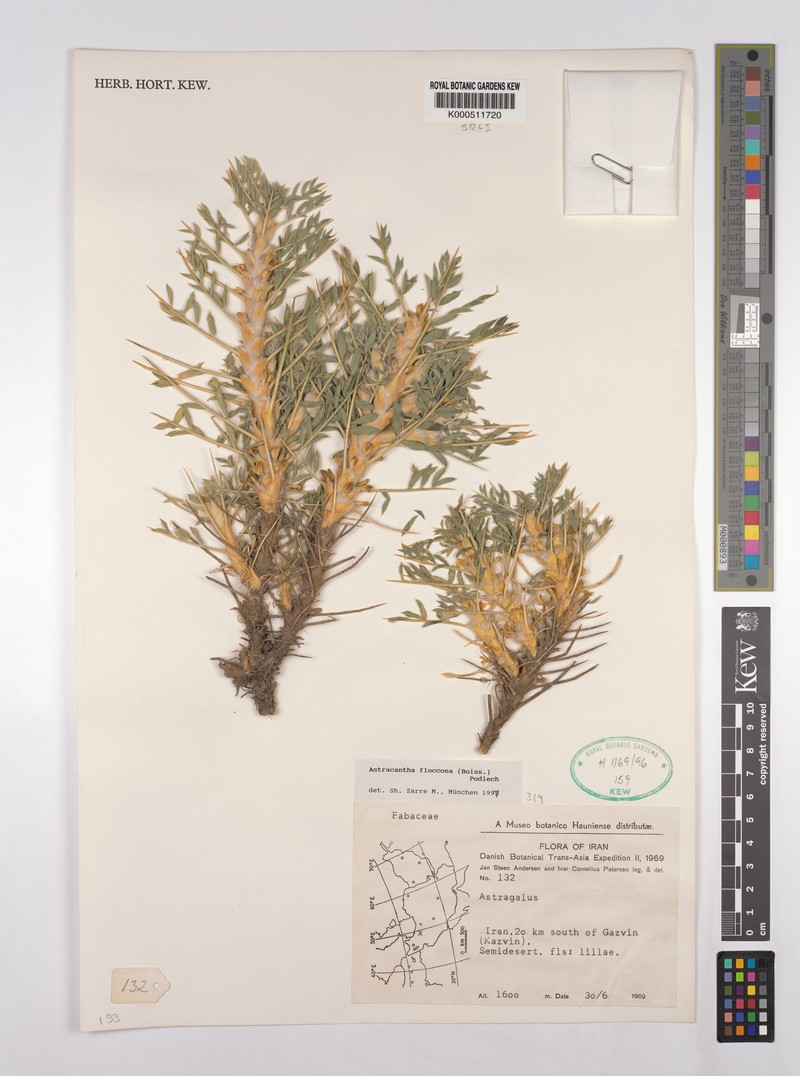 Astragalus floccosus photo 3