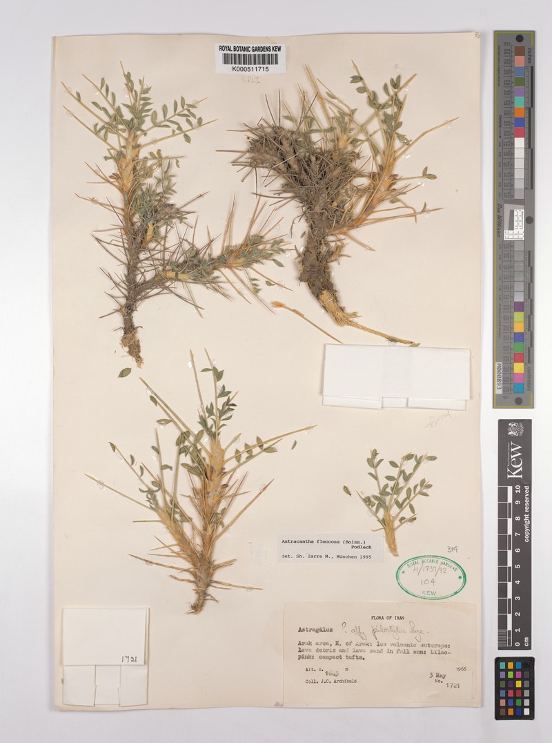 Astragalus floccosus photo 4