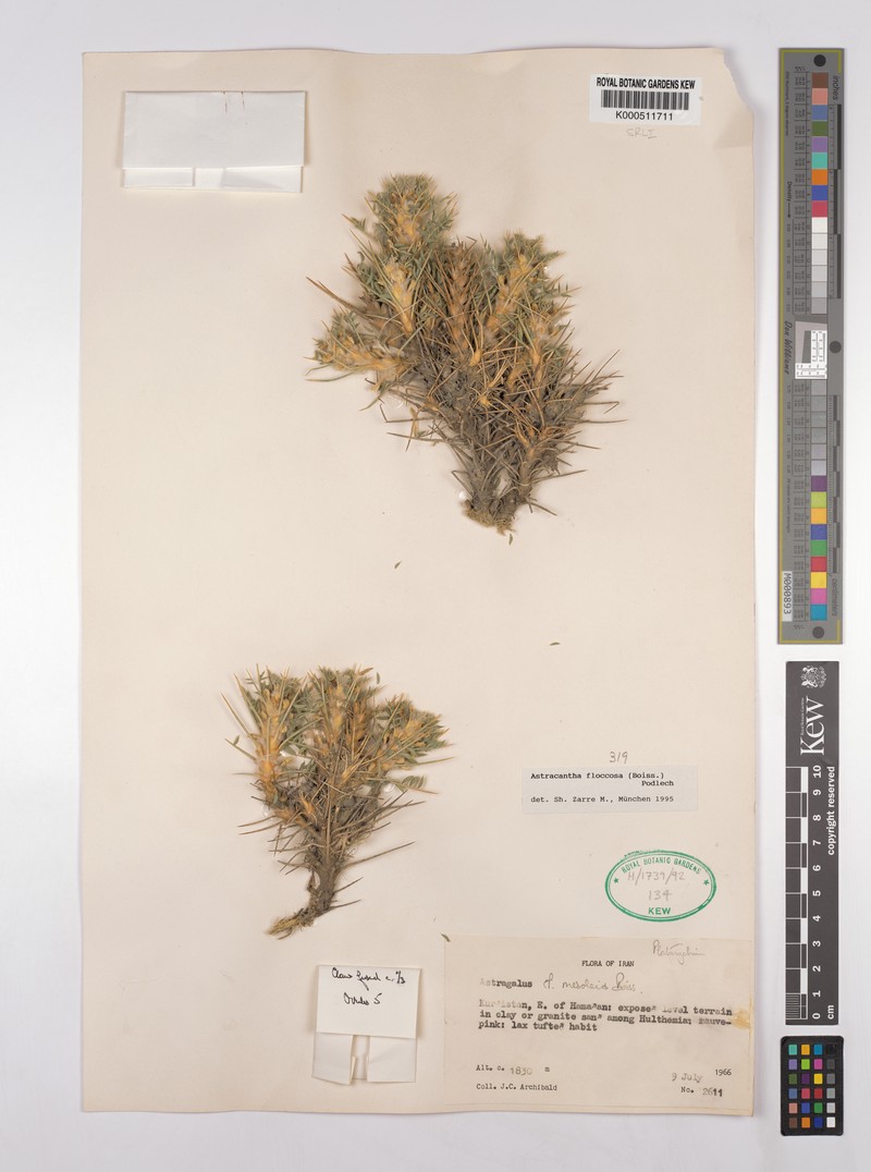 Astragalus floccosus photo 5